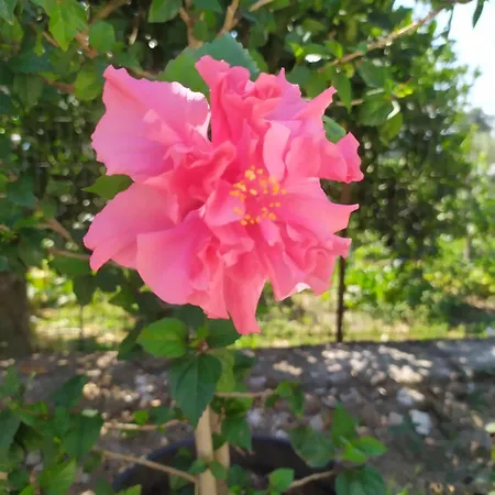 Toma's Appartamento *