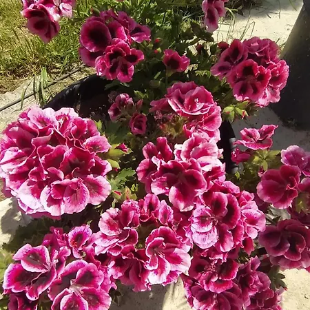 Toma's Appartamento Sarandë