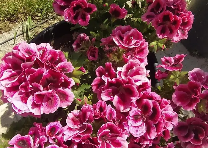 Toma's 公寓 Sarandë